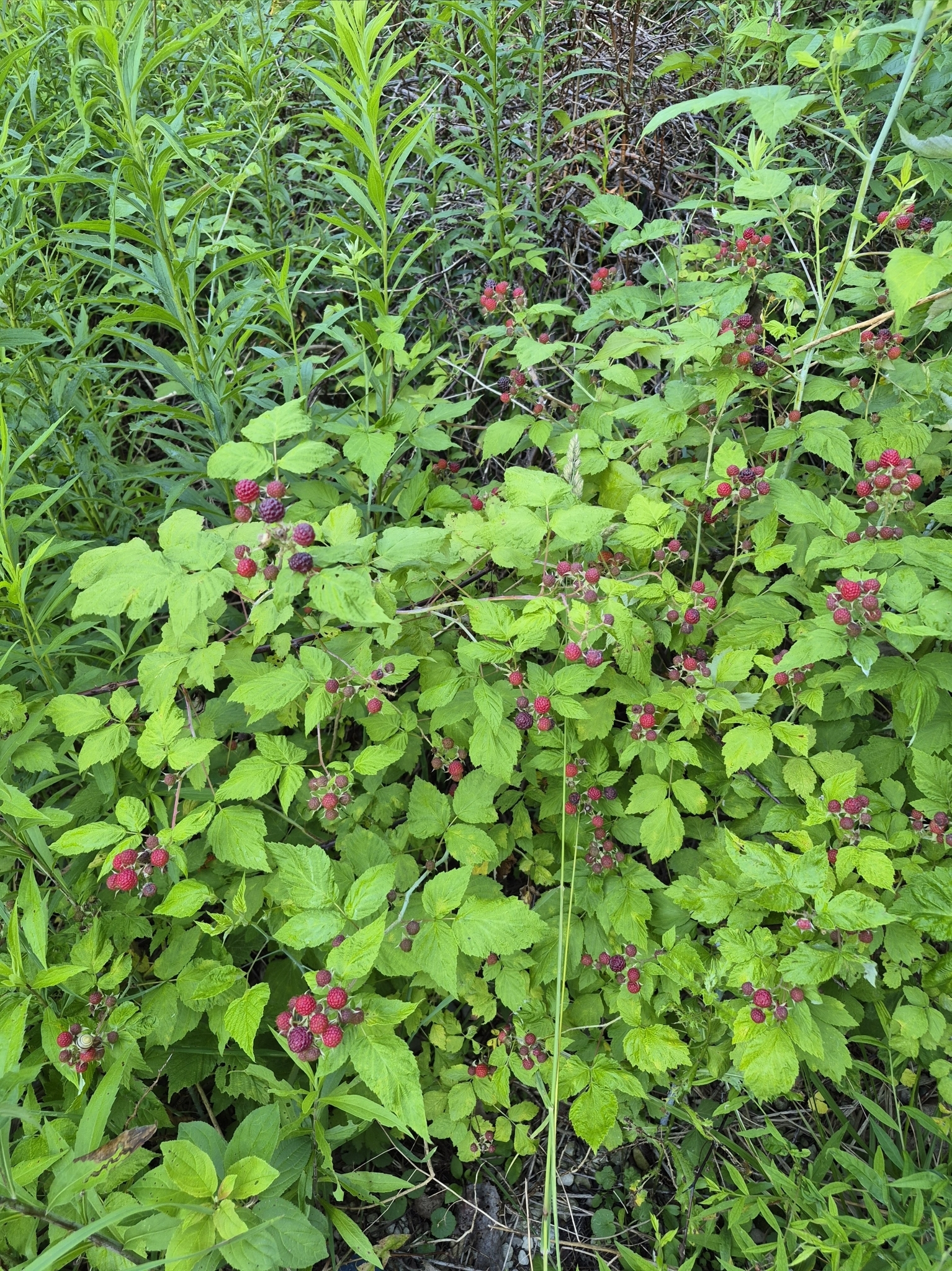 Rubus occidentalis &mdash; black raspberry