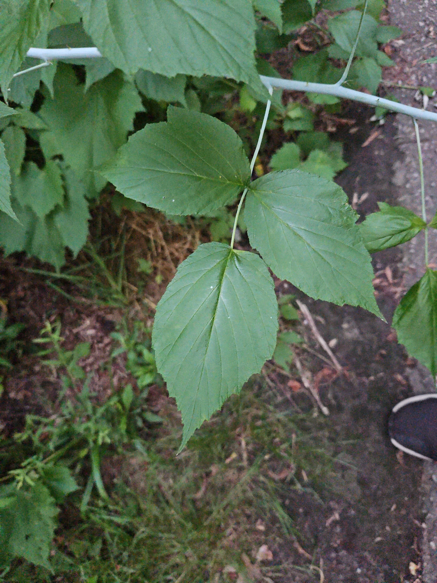 Rubus occidentalis &mdash; black raspberry