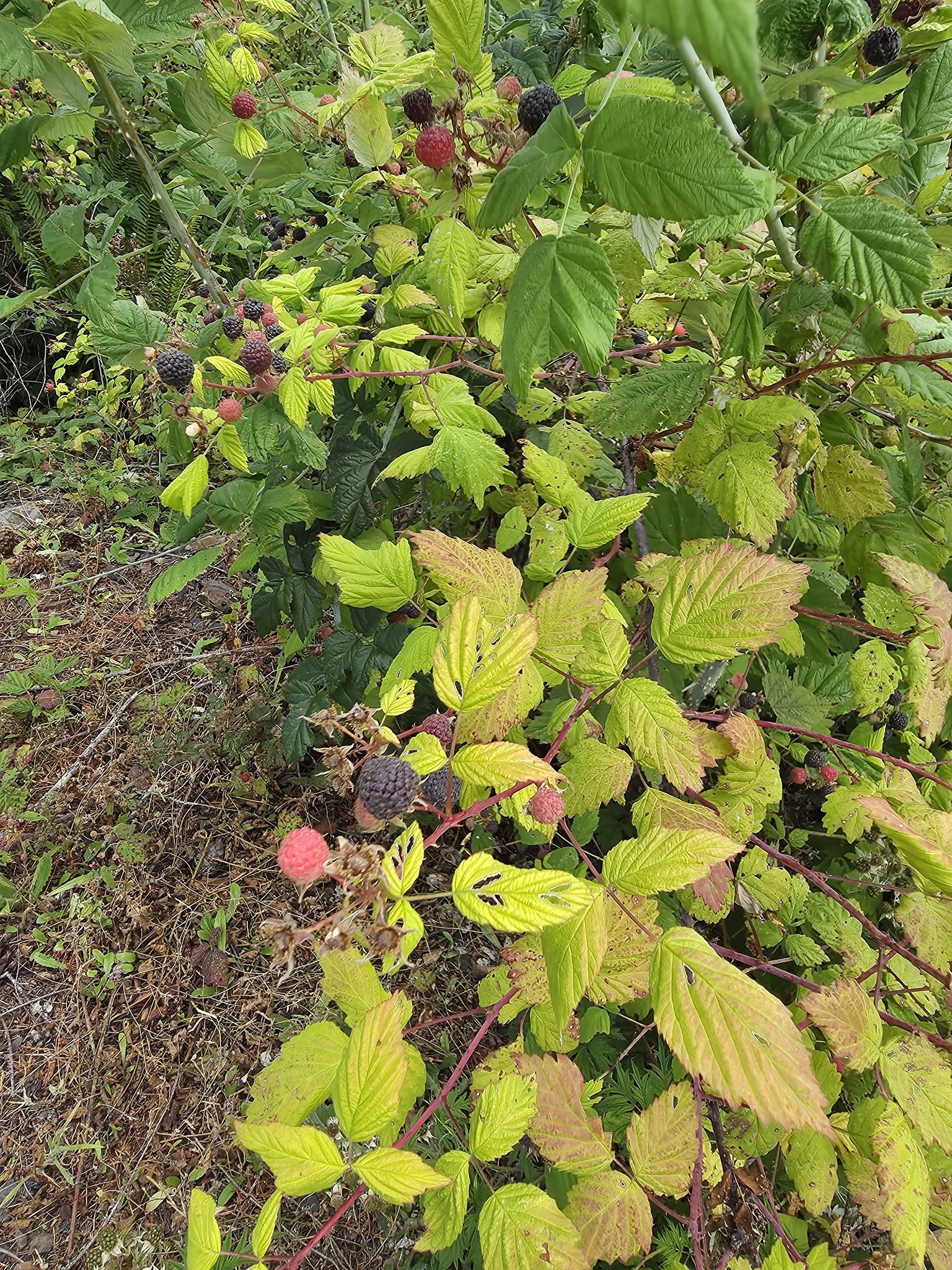 Rubus occidentalis &mdash; whitebark raspberry
