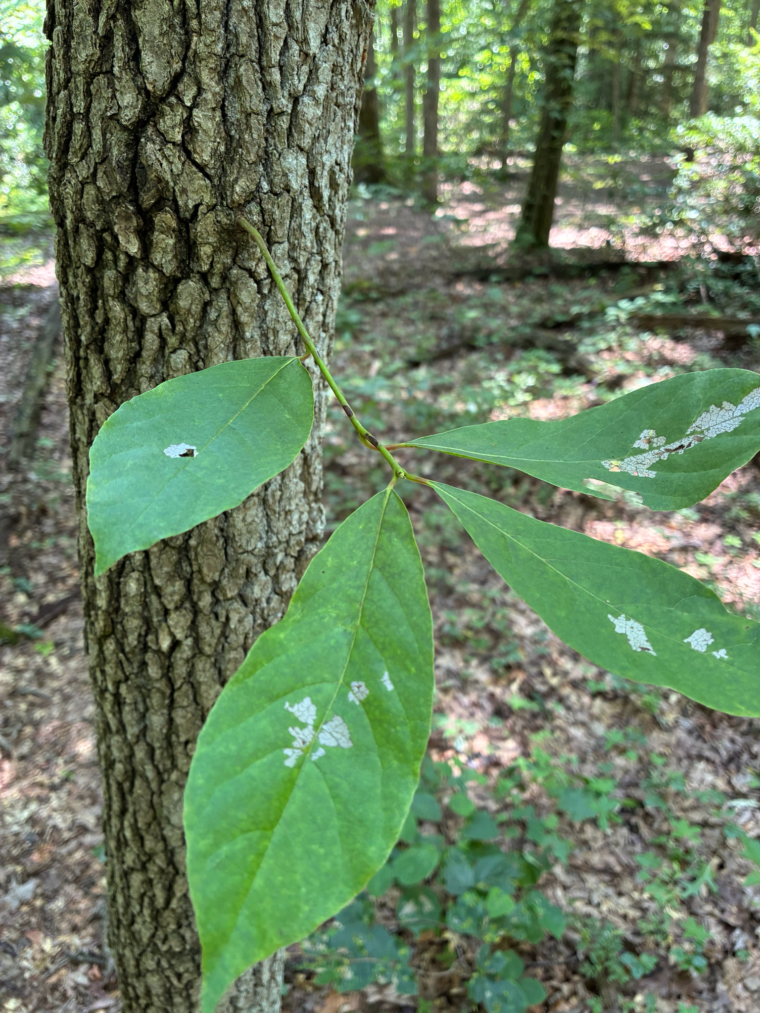 Nyssa sylvatica &mdash; Black Tupelo