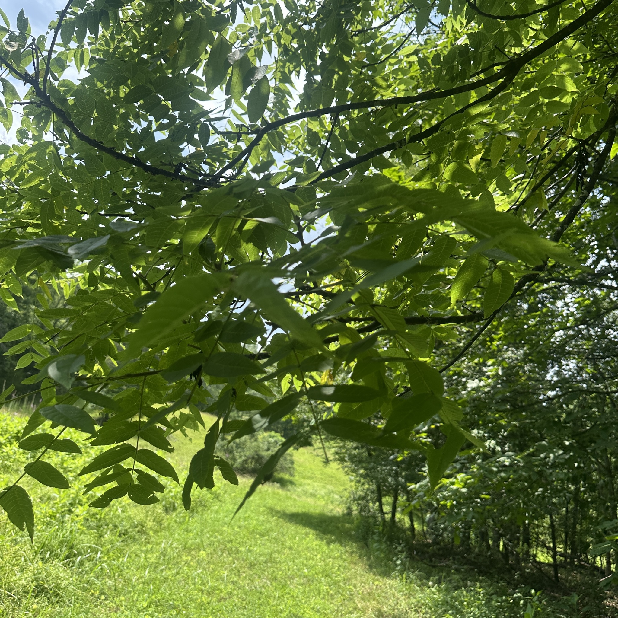 Juglans nigra &mdash; eastern black walnut
