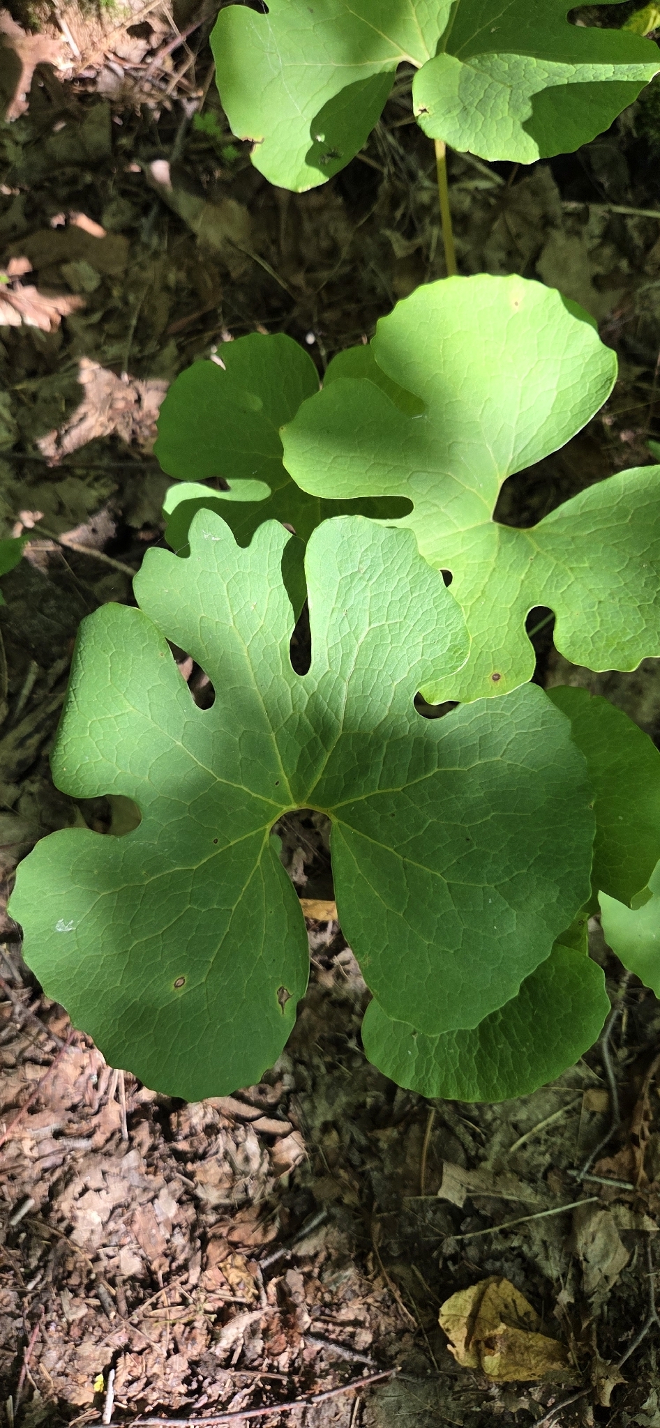 Sanguinaria canadensis &mdash; bloodroot