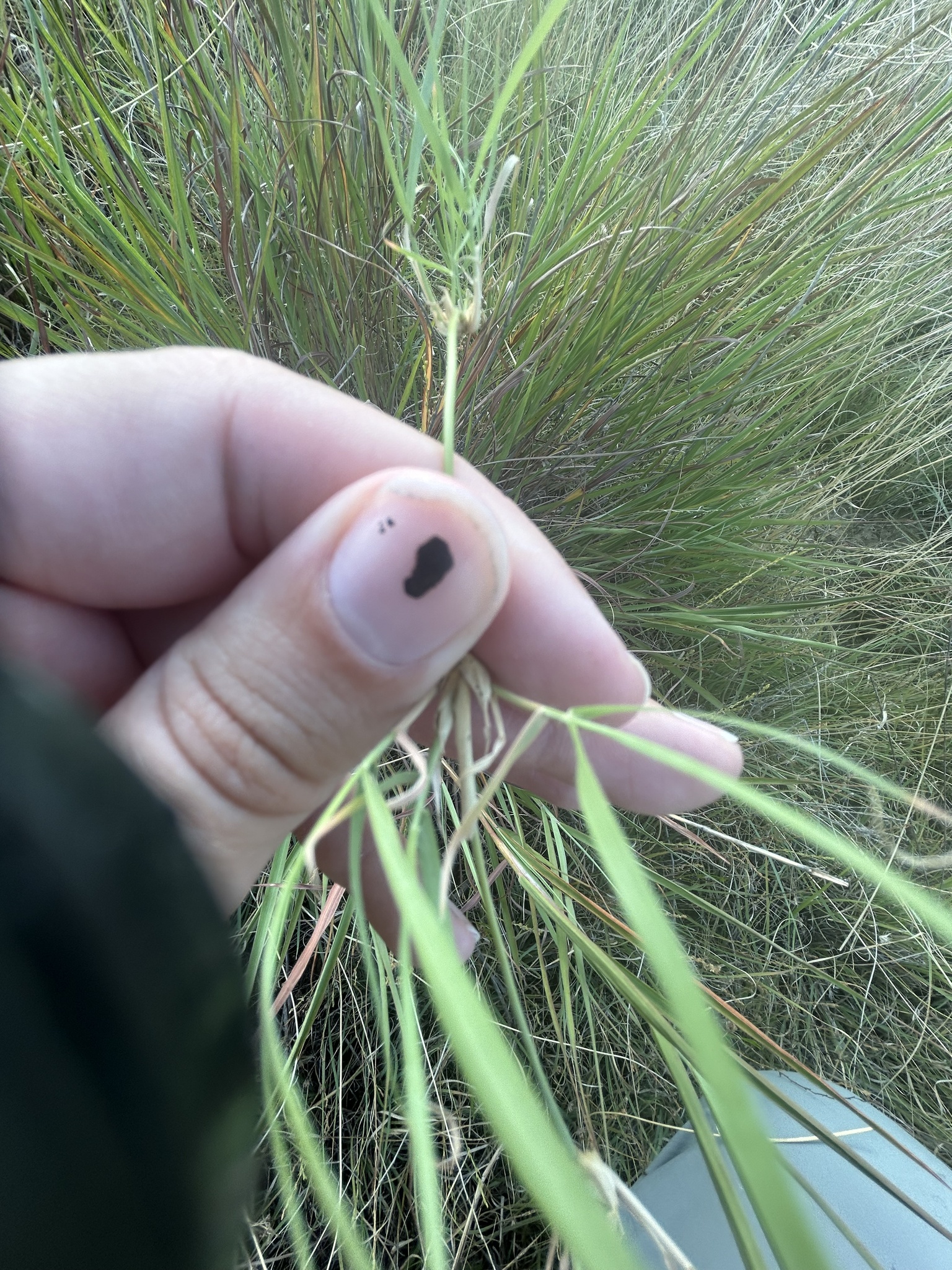 Bouteloua dactyloides &mdash; buffalograss