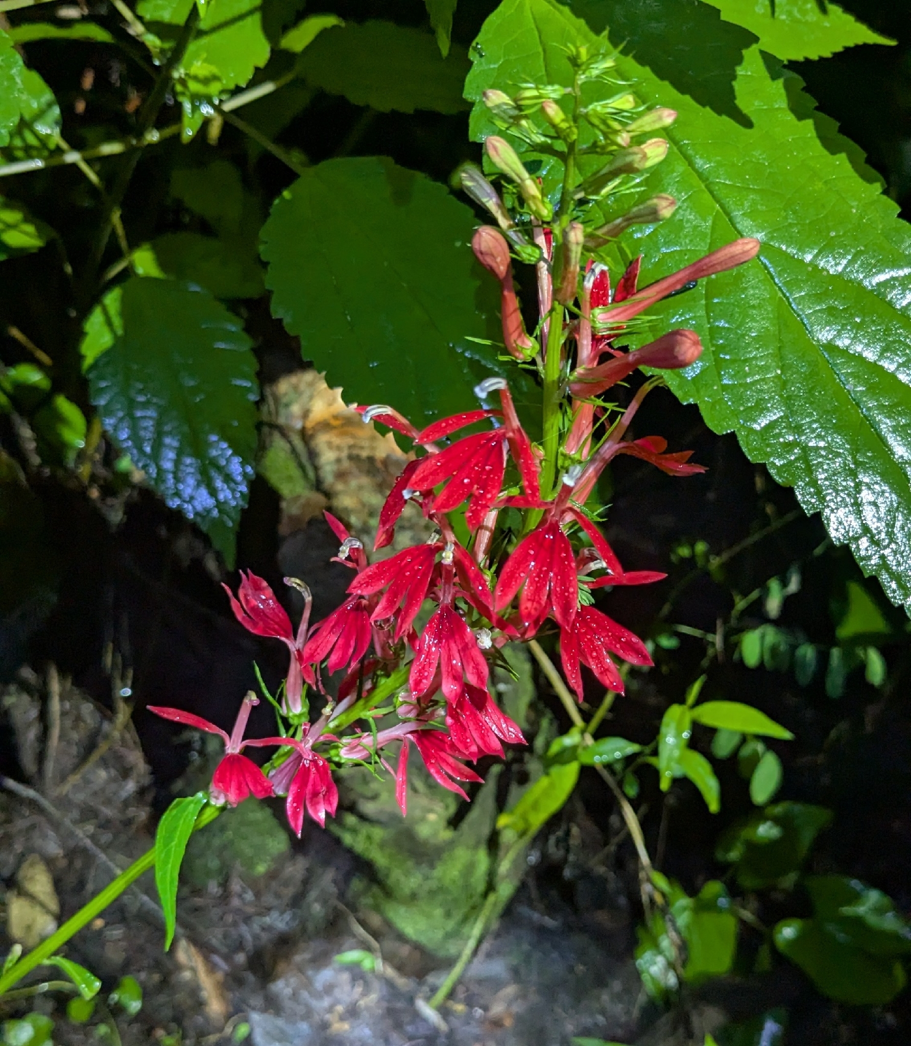 Lobelia cardinalis &mdash; cardinal flower