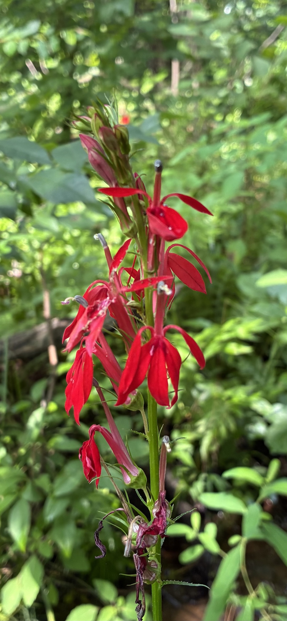 Lobelia cardinalis &mdash; cardinal flower
