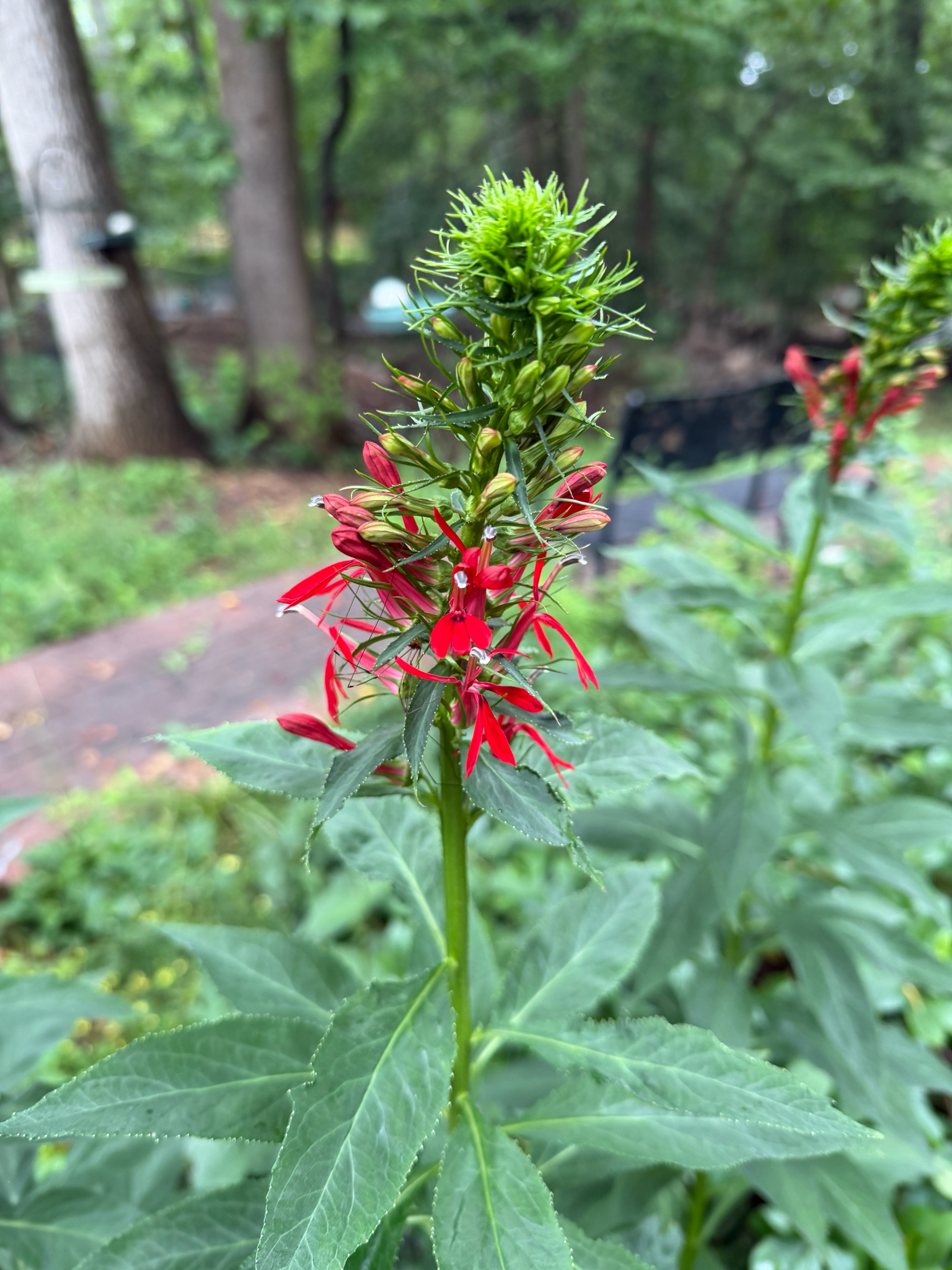 Lobelia cardinalis &mdash; cardinal flower