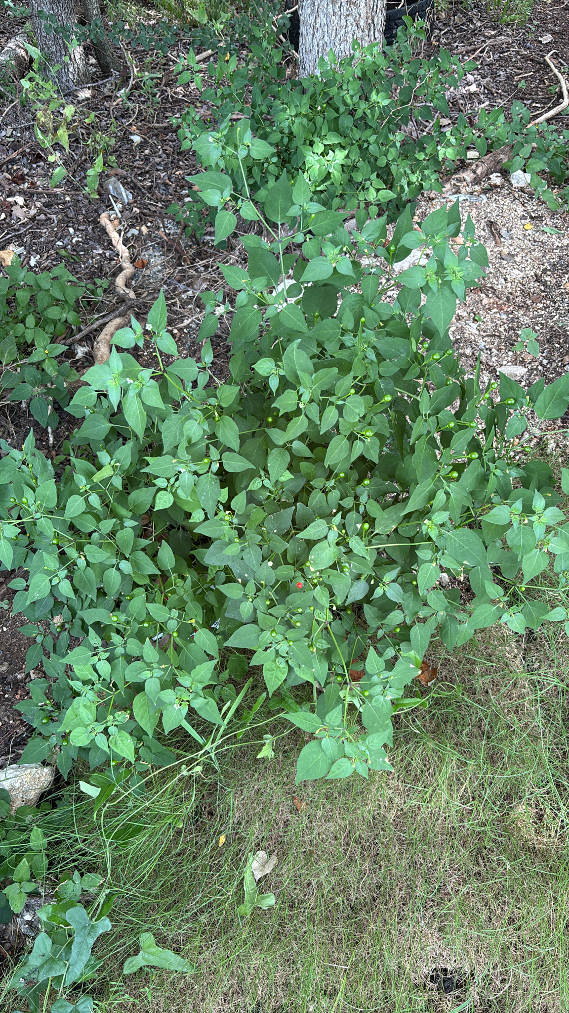 Capsicum annuum &mdash; chili pepper