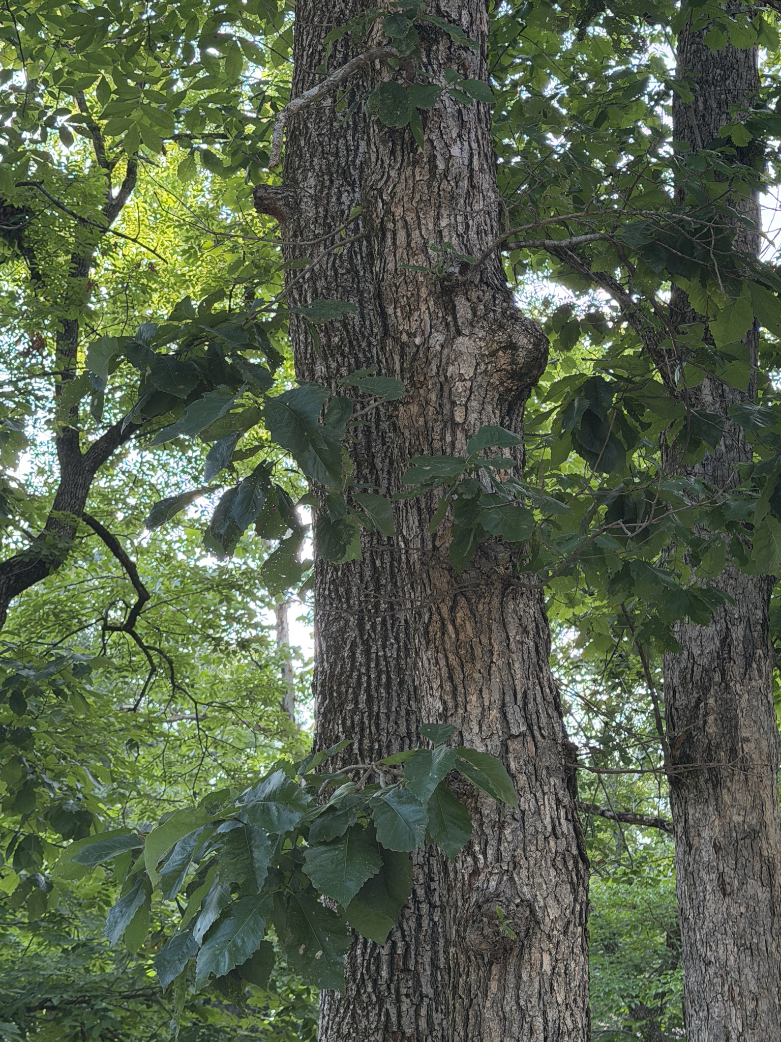 Quercus muehlenbergii — chinkapin oak