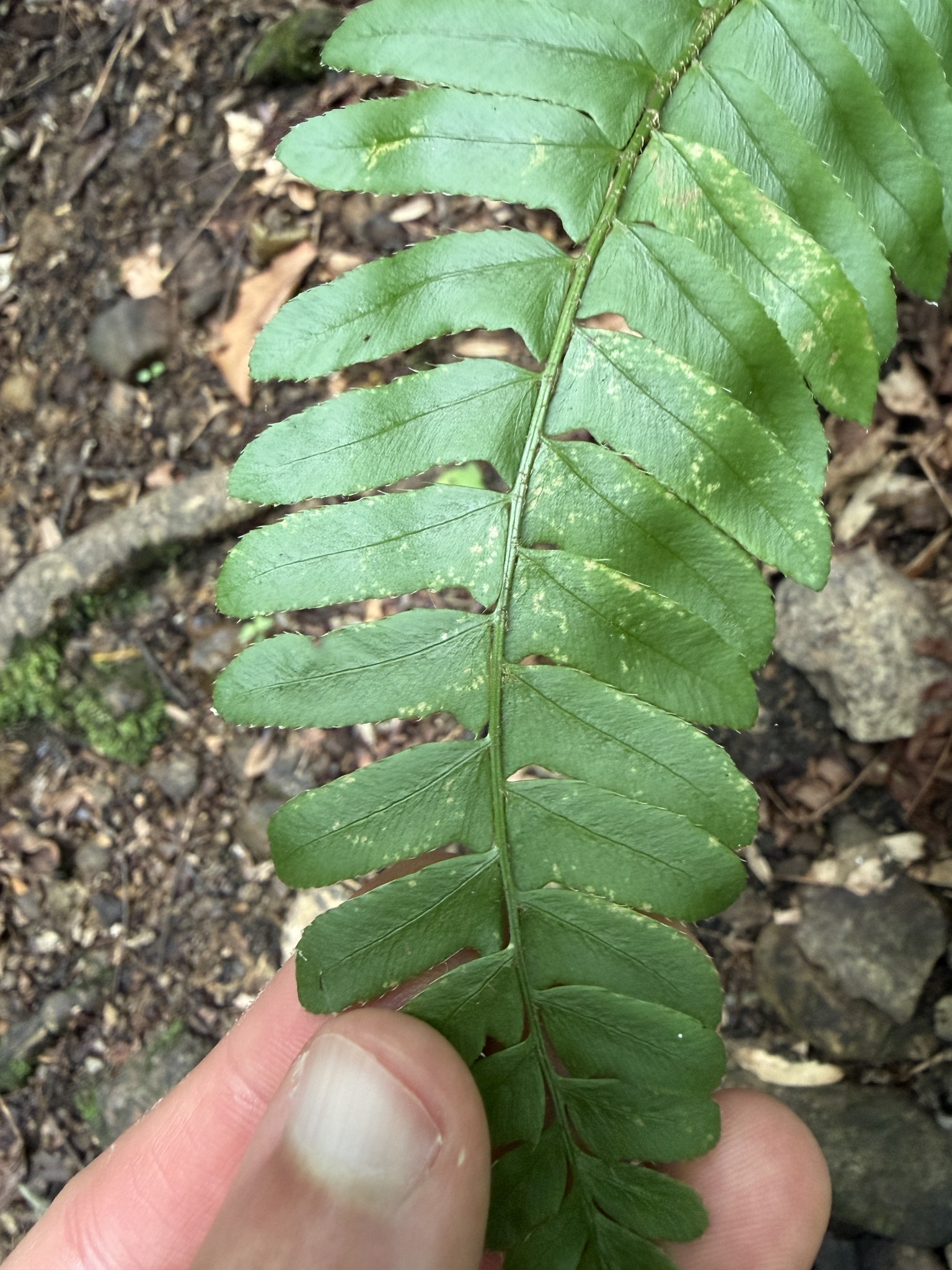 Polystichum acrostichoides &mdash; Christmas fern
