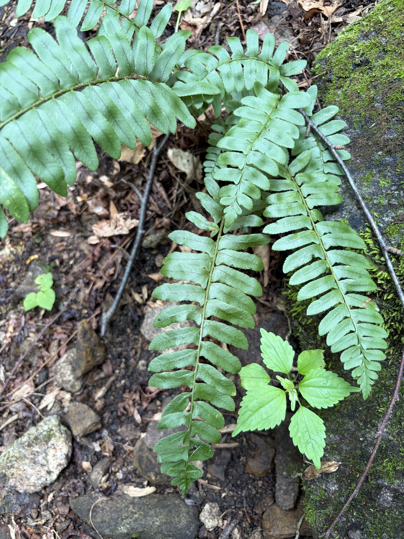 Polystichum acrostichoides &mdash; Christmas fern