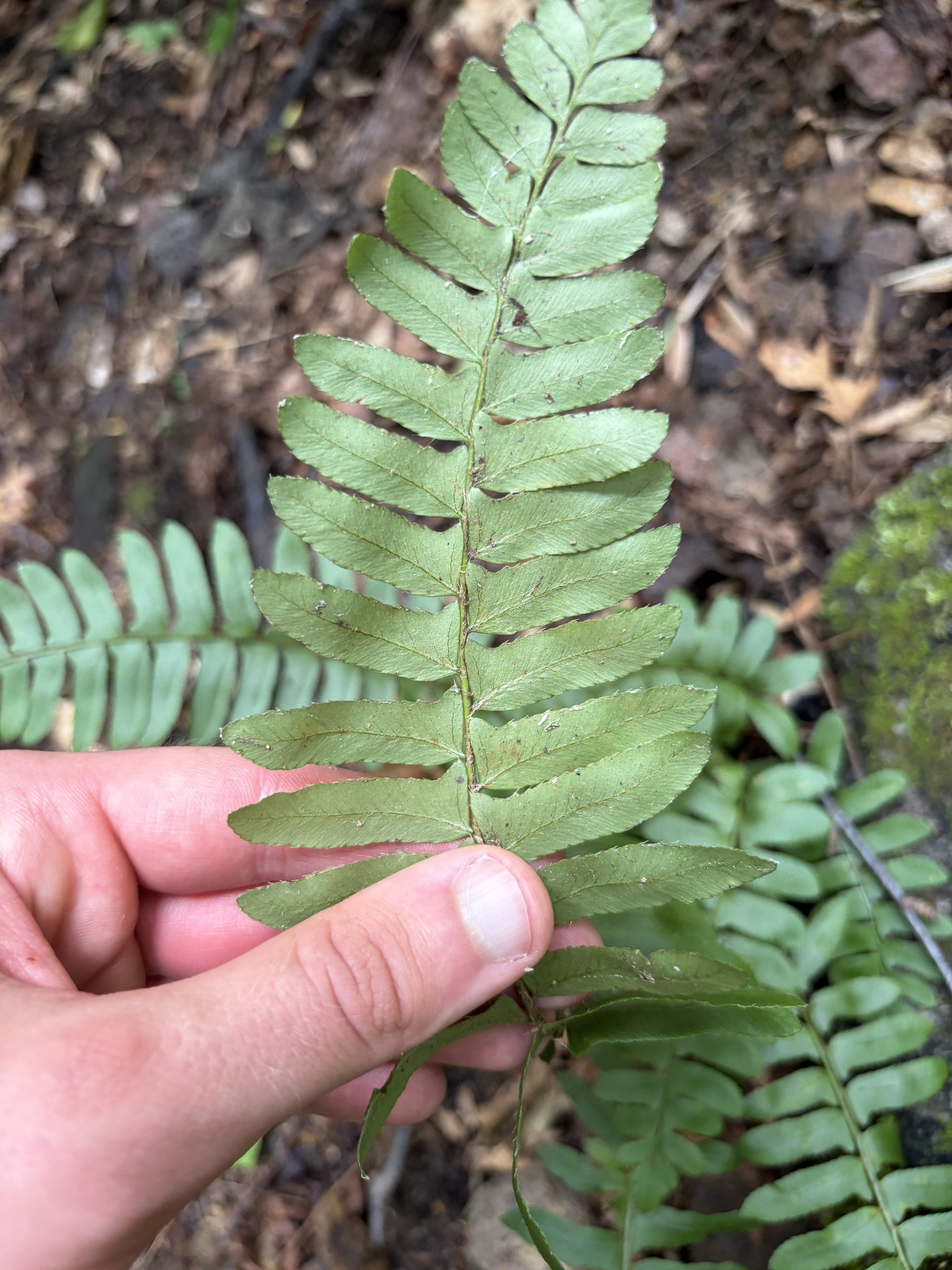 Polystichum acrostichoides &mdash; Christmas fern