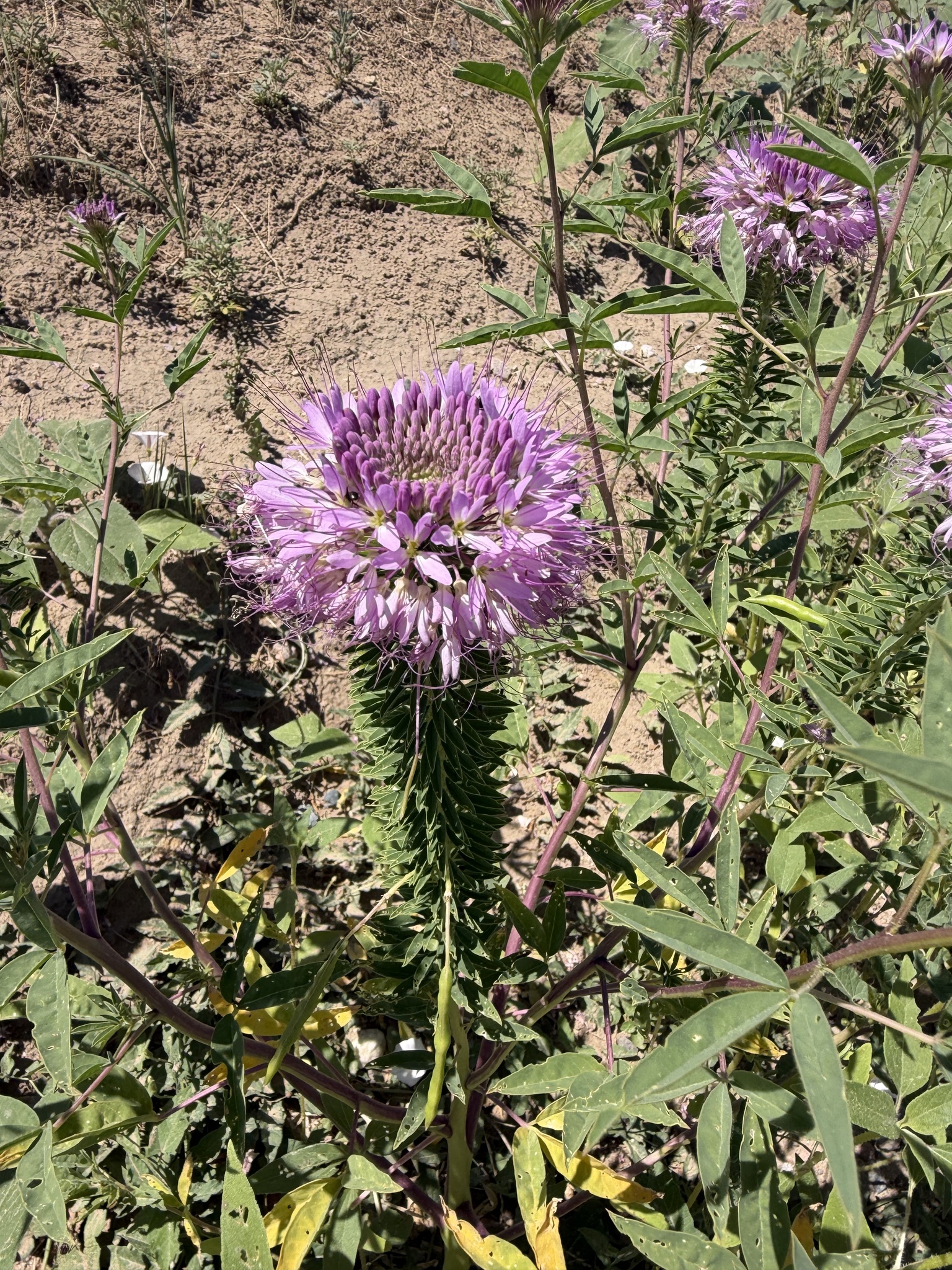 Cleome serrulata &mdash; Rocky Mountain Beeplant