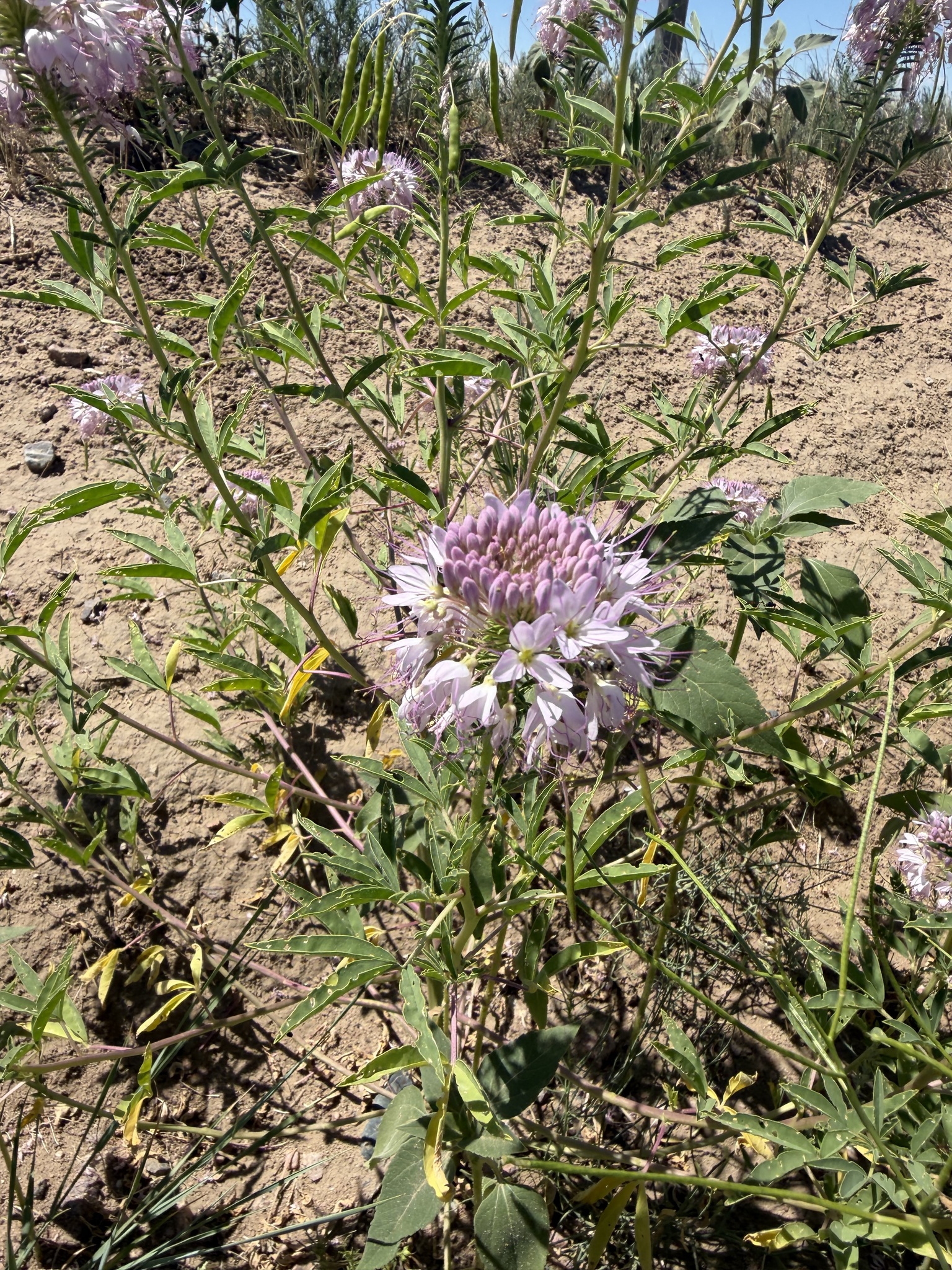 Cleome serrulata &mdash; Rocky Mountain Beeplant