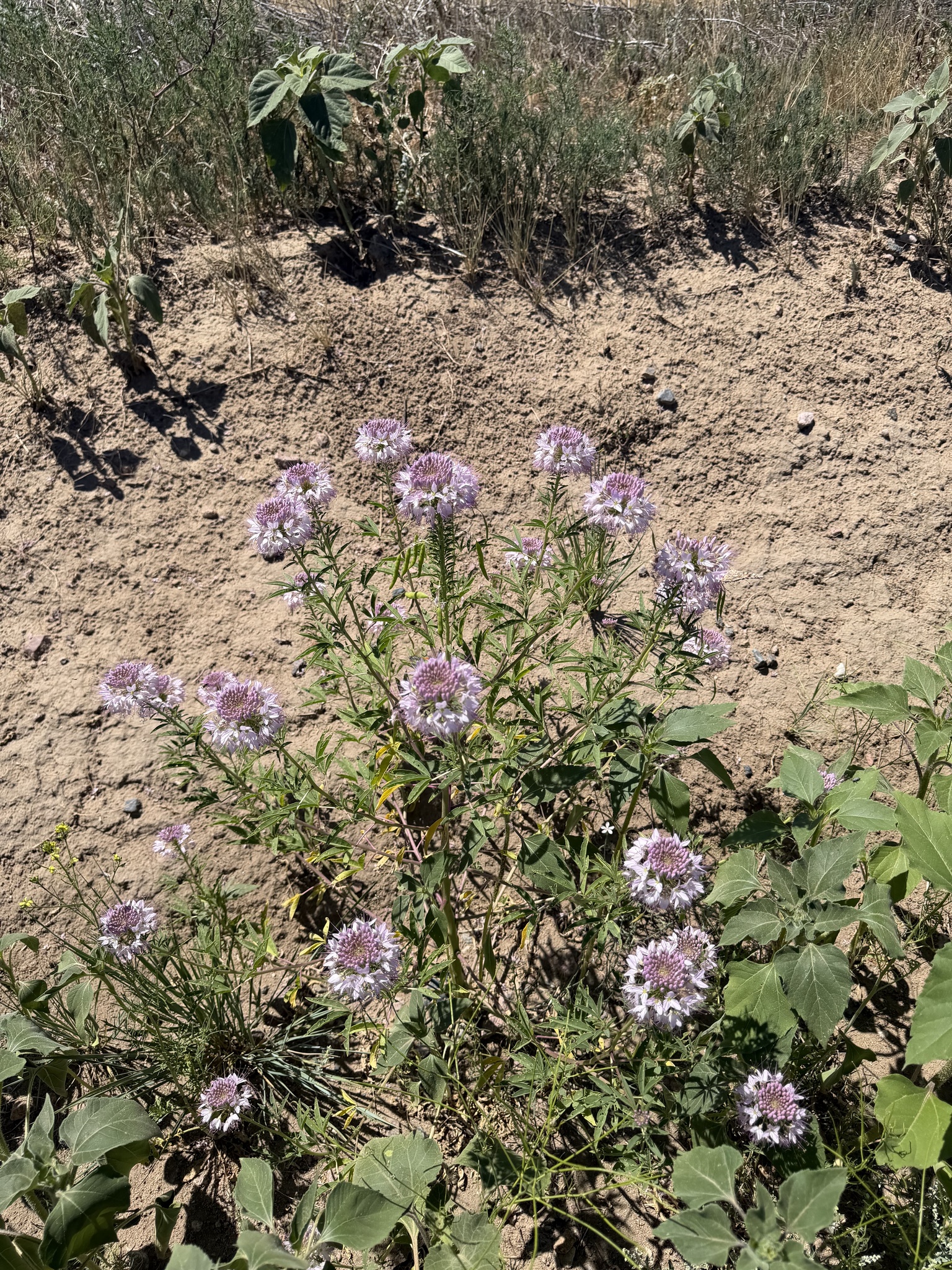 Cleome serrulata &mdash; Rocky Mountain Beeplant