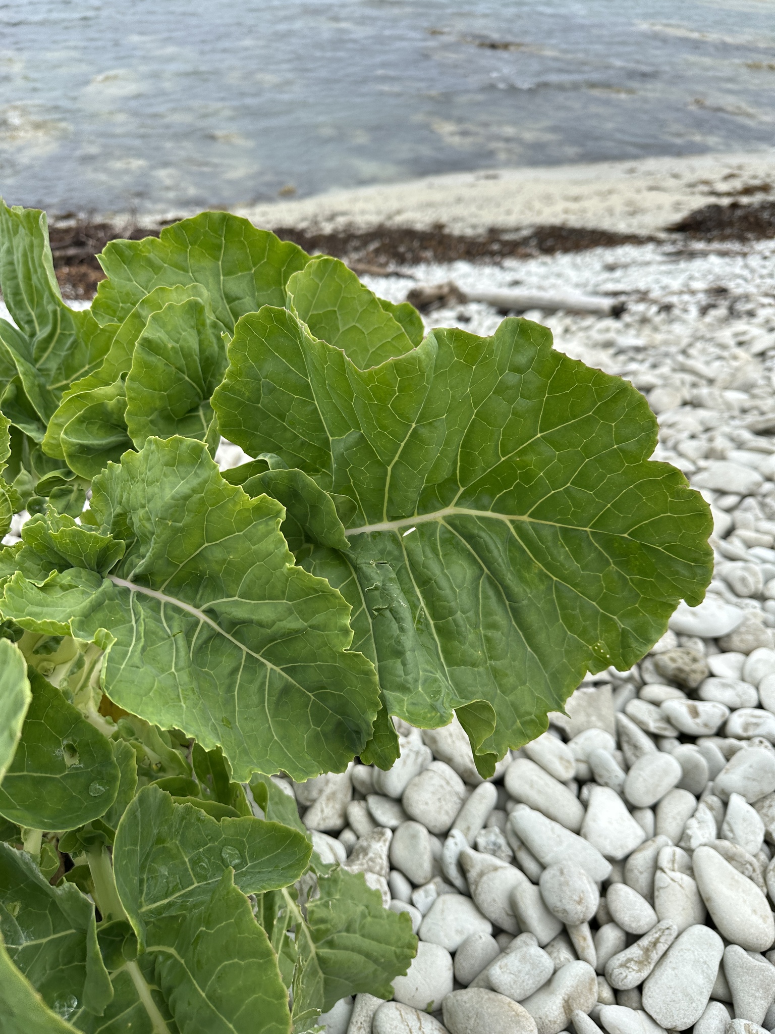 Brassica oleracea &mdash; cabbage, broccoli, and allies