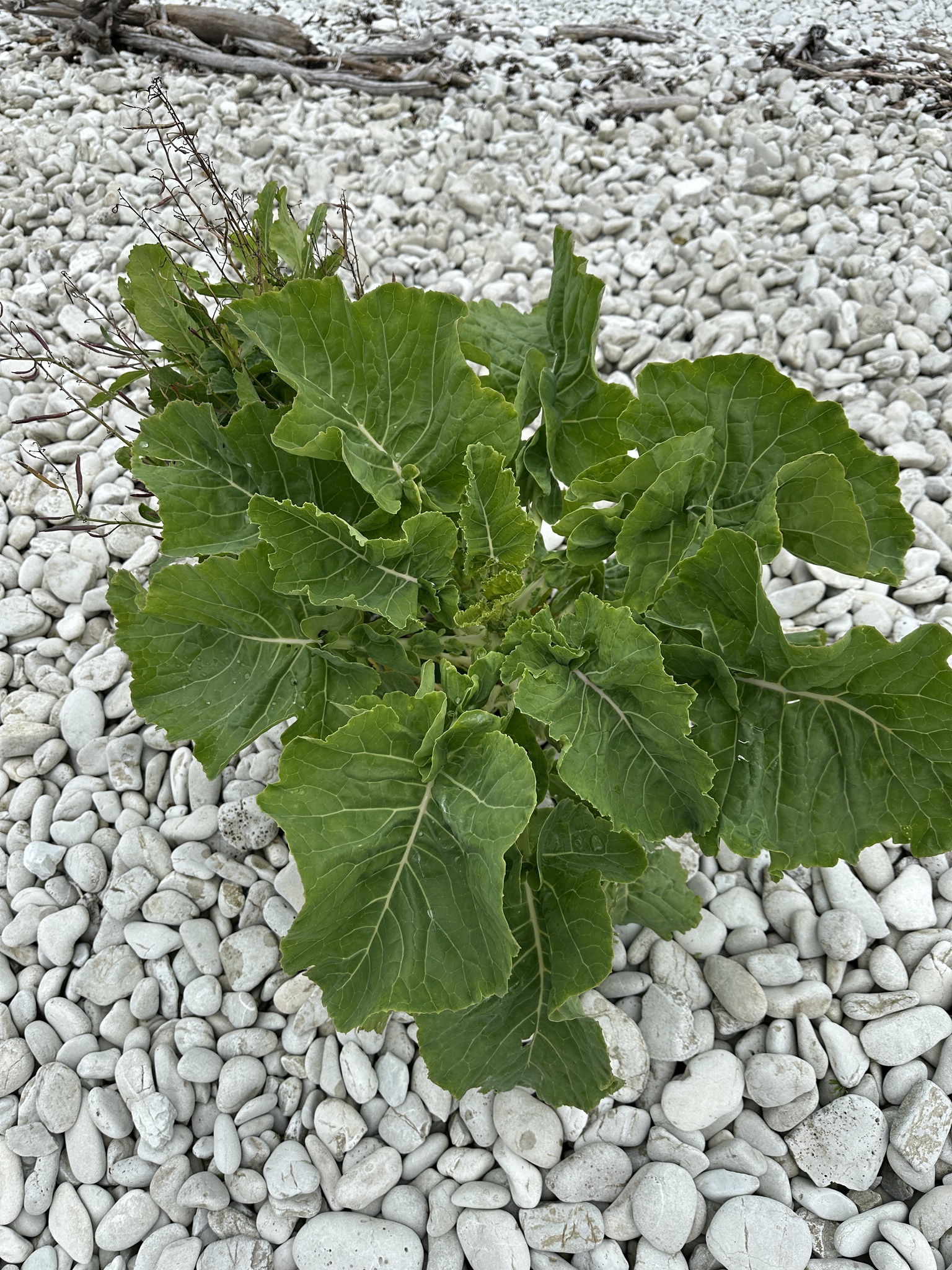 Brassica oleracea &mdash; cabbage, broccoli, and allies