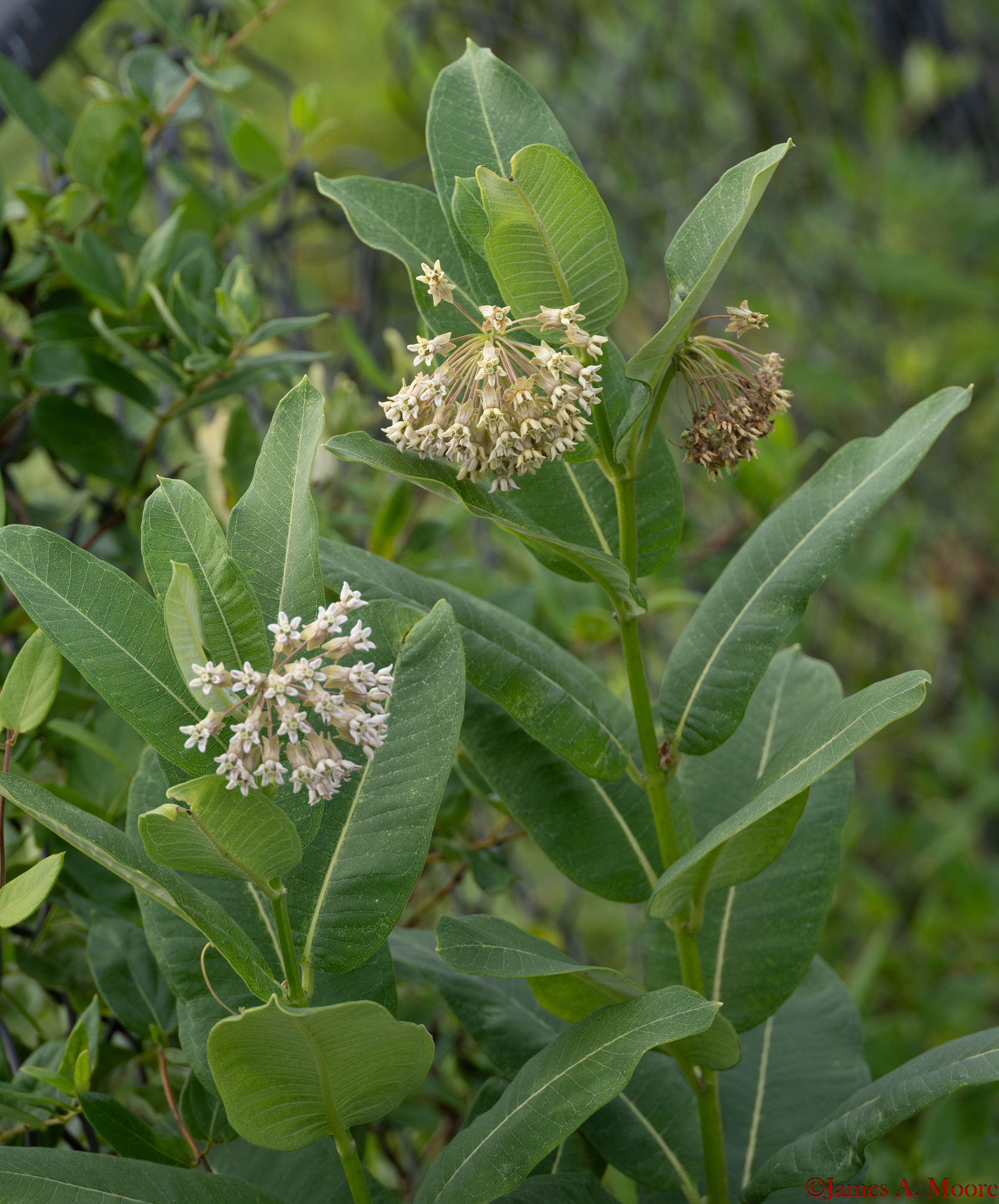 Asclepias syriaca &mdash; common milkweed