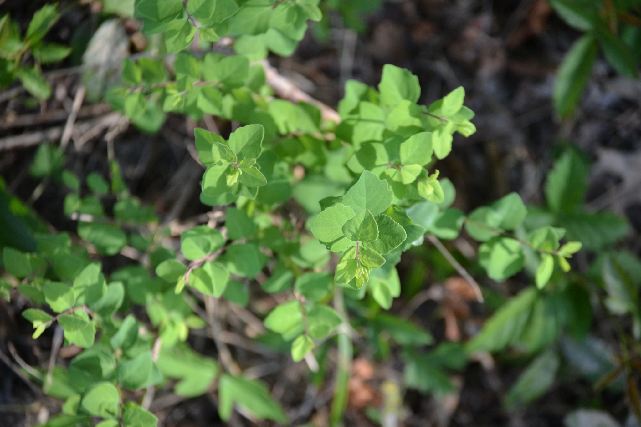 Symphoricarpos orbiculatus — coralberry