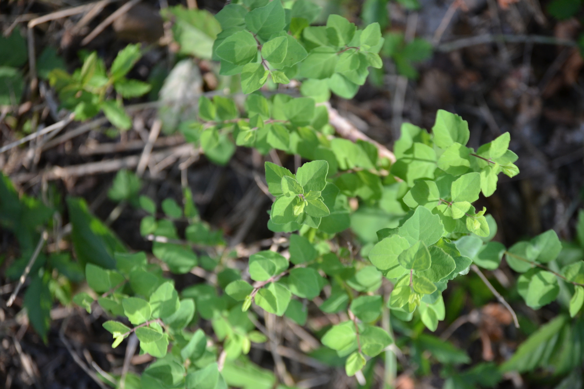 Symphoricarpos orbiculatus — coralberry