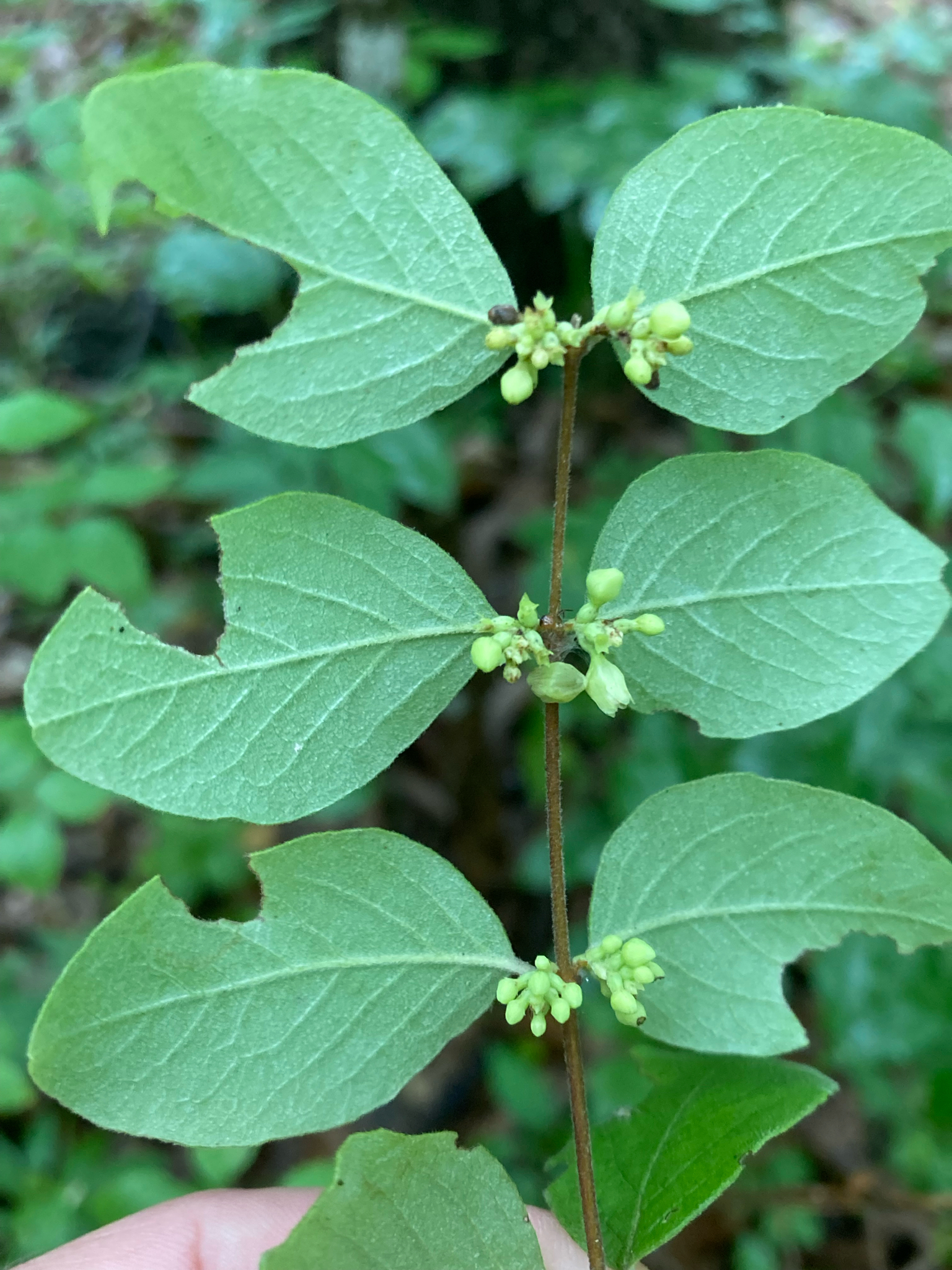 Symphoricarpos orbiculatus — coralberry