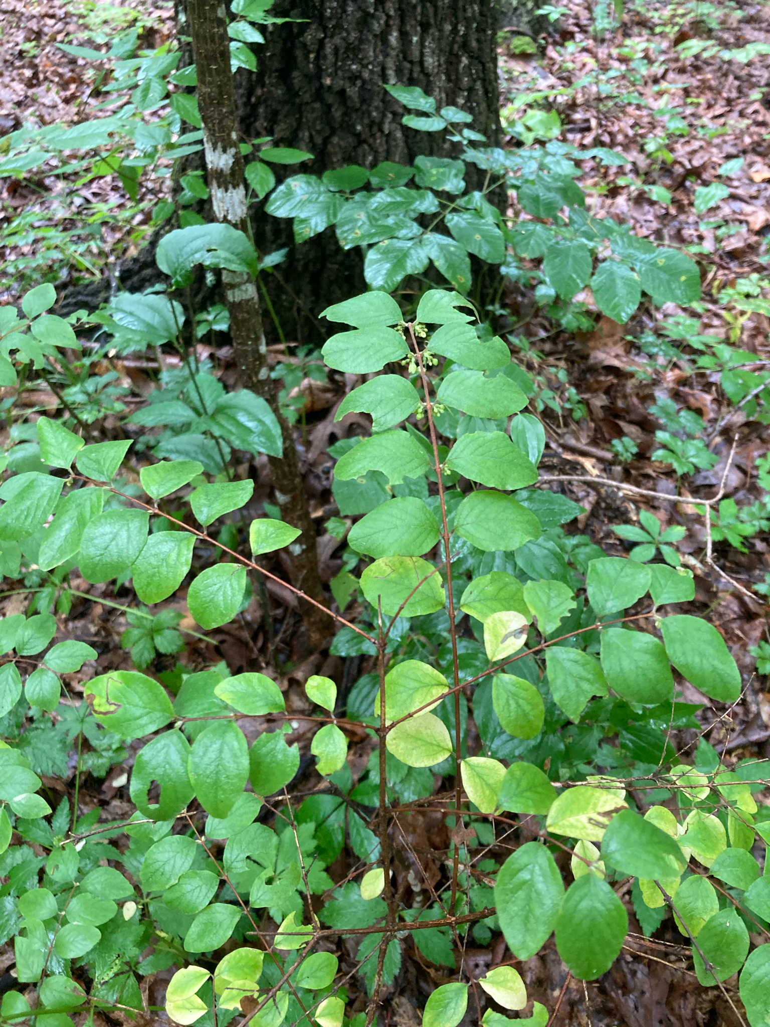 Symphoricarpos orbiculatus — coralberry