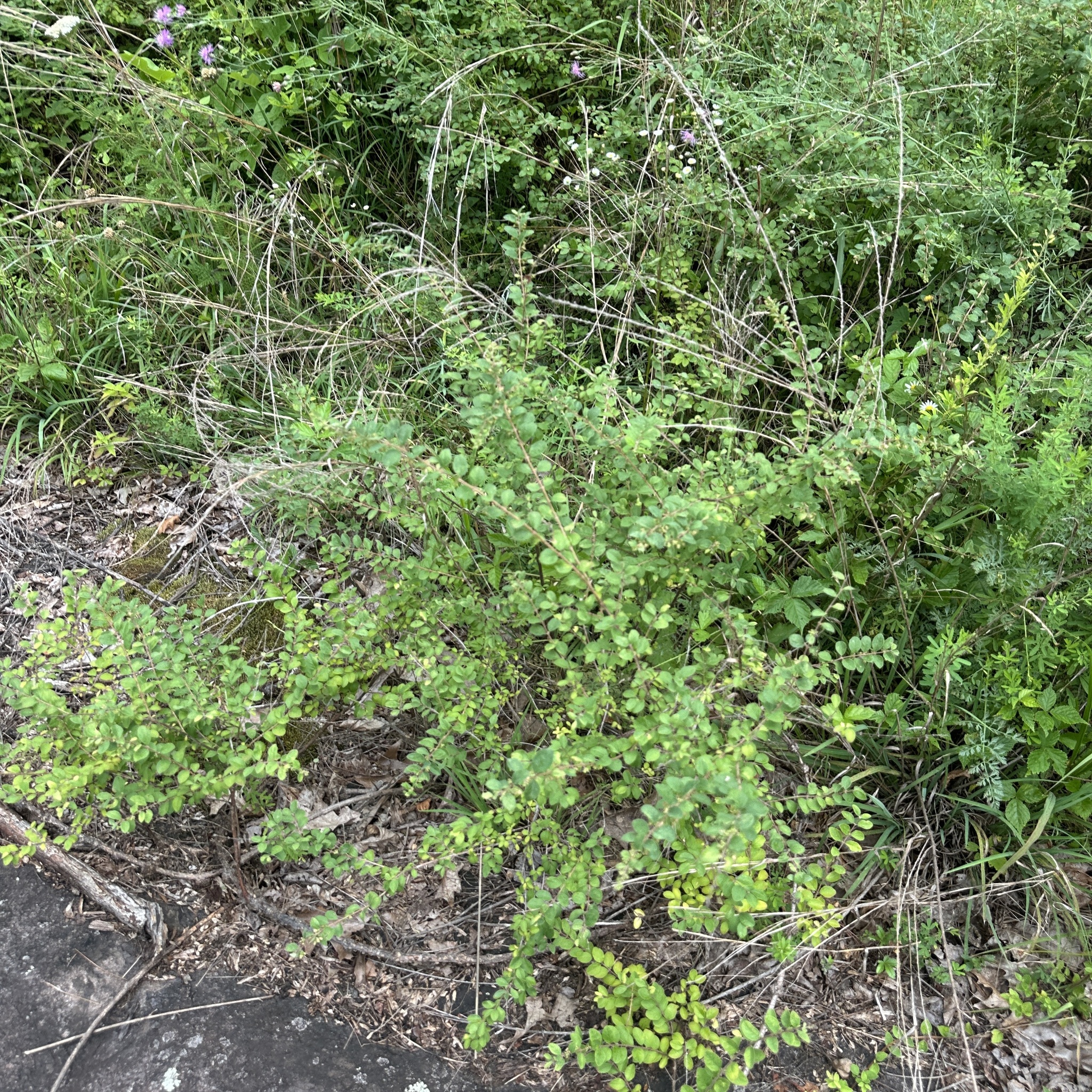 Symphoricarpos orbiculatus — coralberry