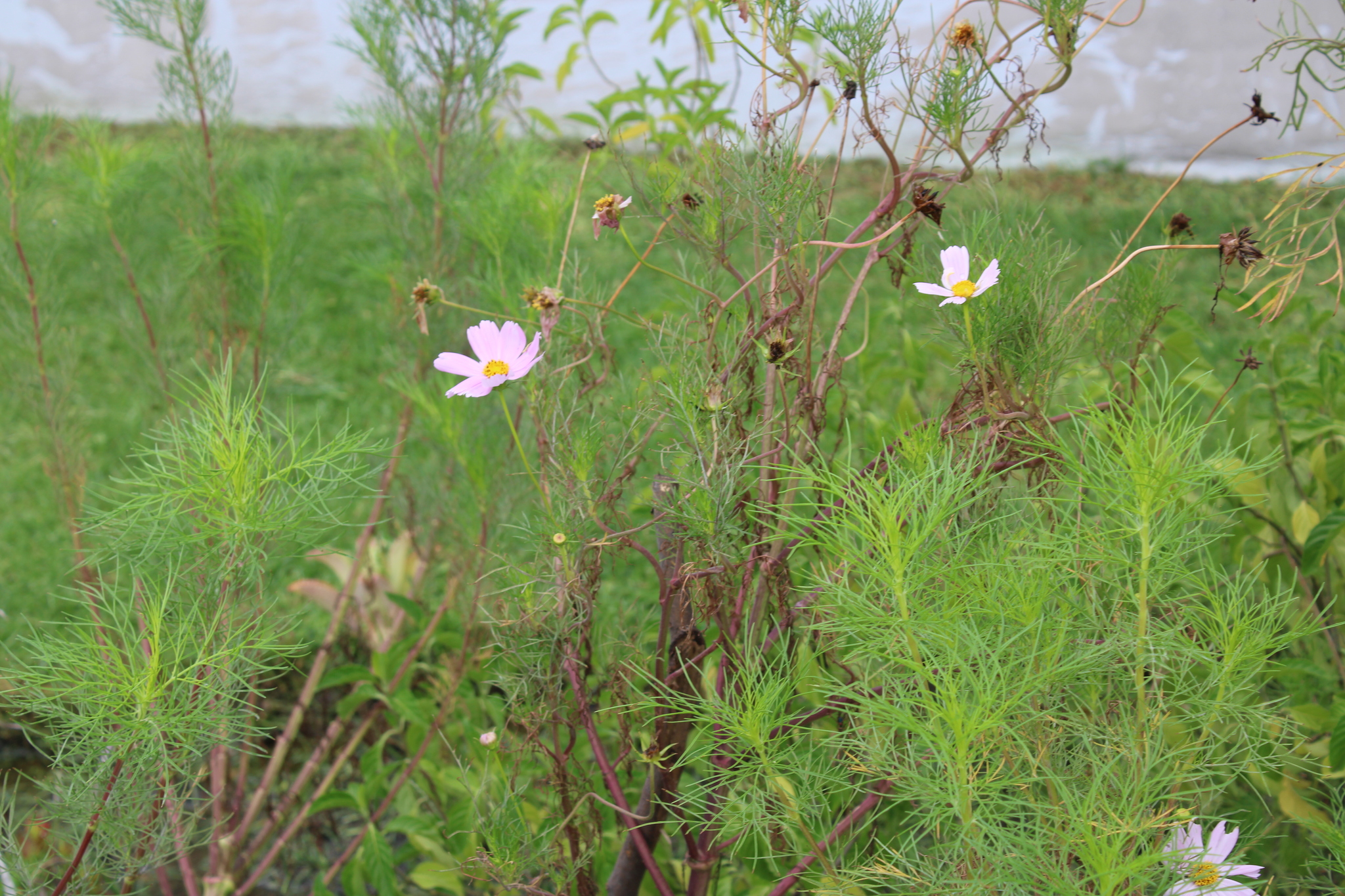 Cosmos bipinnatus &mdash; Girasol morado