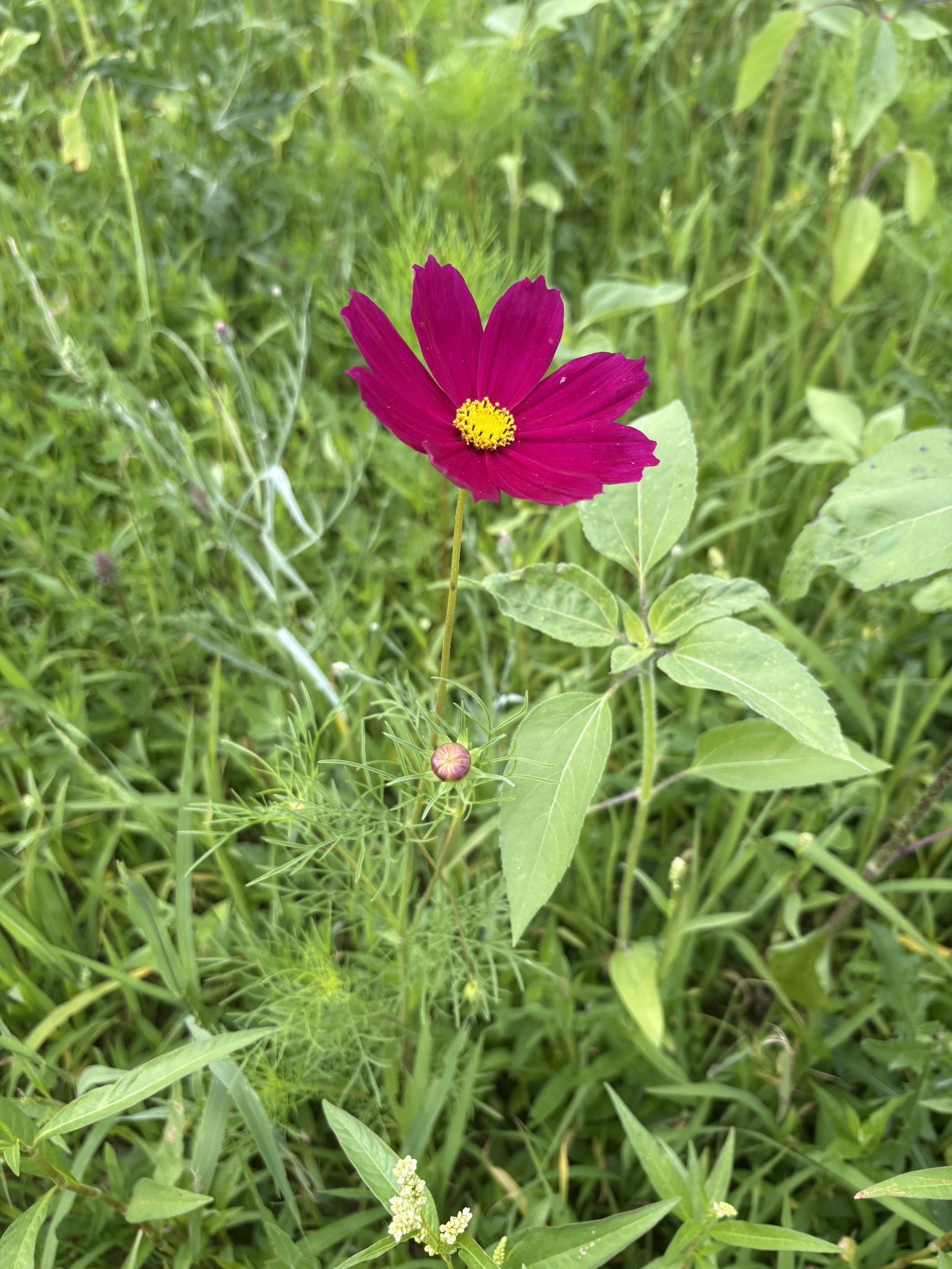 Cosmos bipinnatus &mdash; Kosmos podwójnie pierzasty
