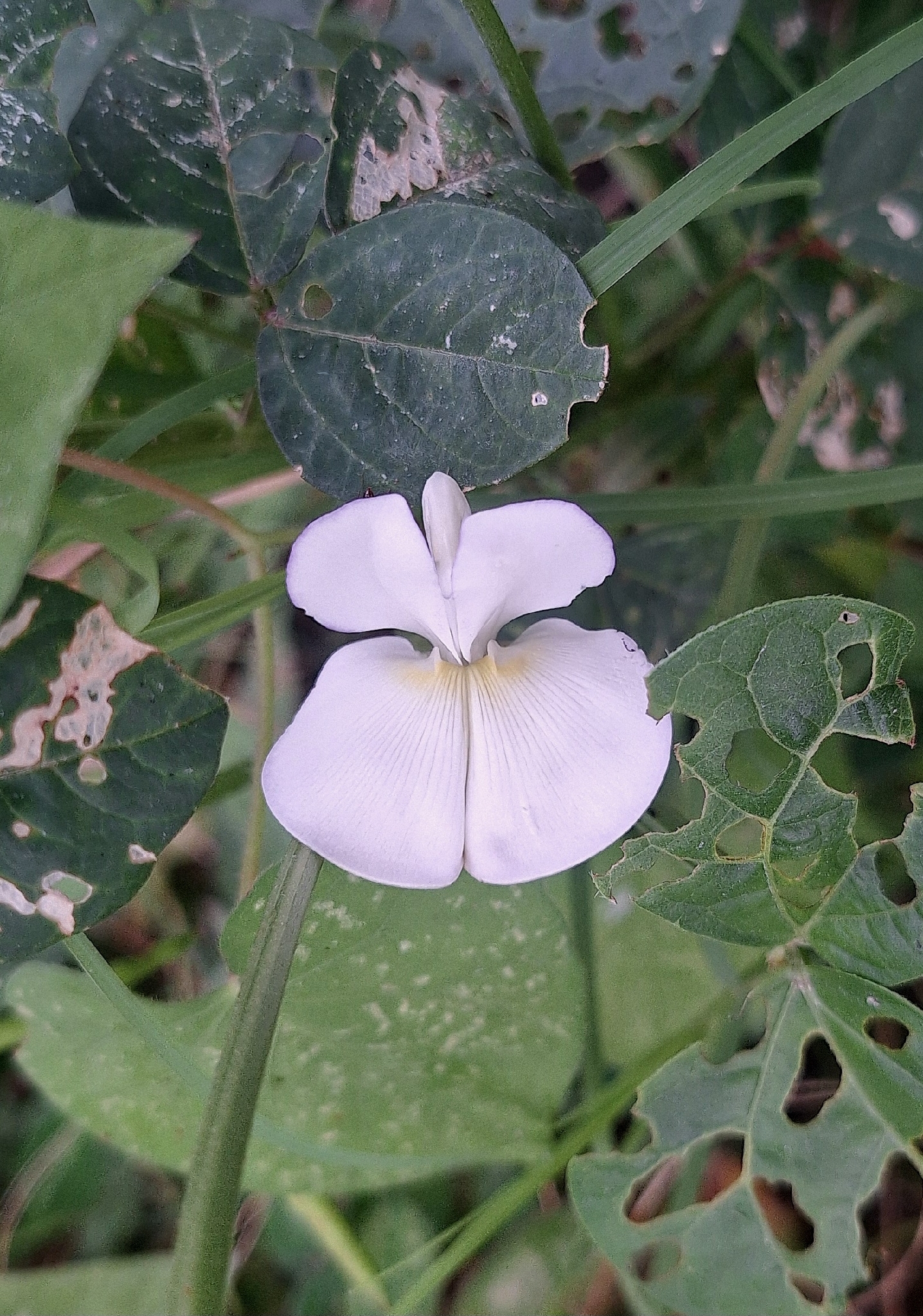 Vigna unguiculata &mdash; Limoncillo