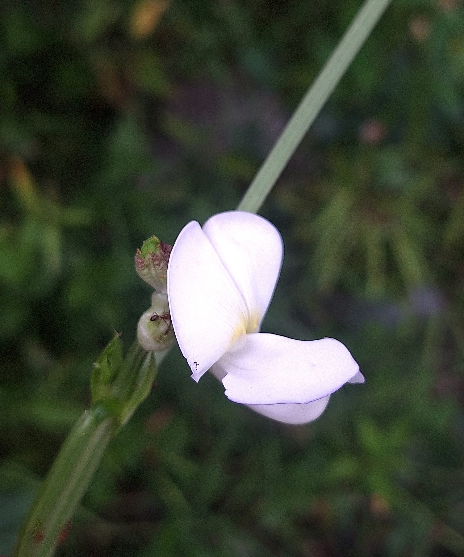Vigna unguiculata &mdash; Limoncillo