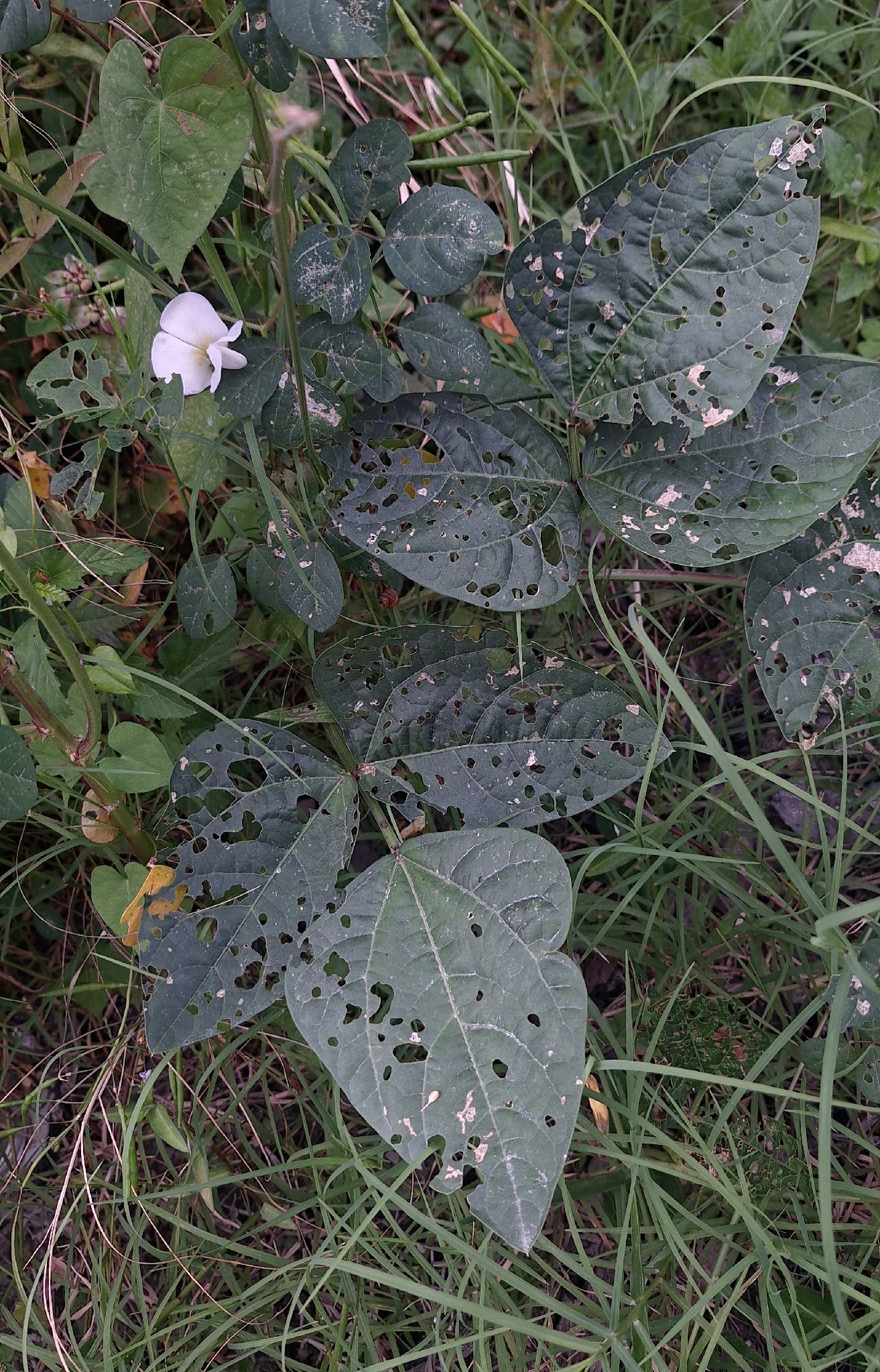 Vigna unguiculata &mdash; Limoncillo