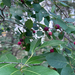 Amelanchier arborea — field view