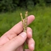 Tripsacum dactyloides — flower & foliage