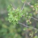 Ribes odoratum — field view