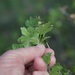 Ribes odoratum — close-up detail