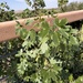 Ribes odoratum — natural habitat