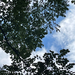 Gymnocladus dioicus — habit