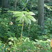 Podophyllum peltatum — flower & foliage