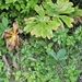 Podophyllum peltatum — natural habitat