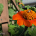 Tithonia rotundifolia — field view