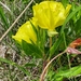 Oenothera macrocarpa — natural habitat