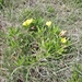 Oenothera macrocarpa — field view