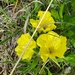 Oenothera macrocarpa — close-up detail
