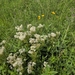 Ceanothus americanus — habit
