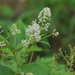 Ceanothus americanus — natural habitat