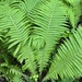 Matteuccia struthiopteris — close-up detail