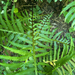 Matteuccia struthiopteris — field view
