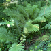Matteuccia struthiopteris — natural habitat