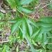 Passiflora incarnata — close-up detail