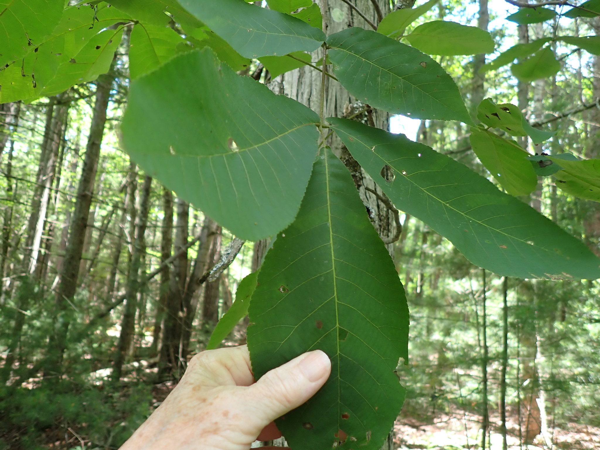 Carya ovata — habit
